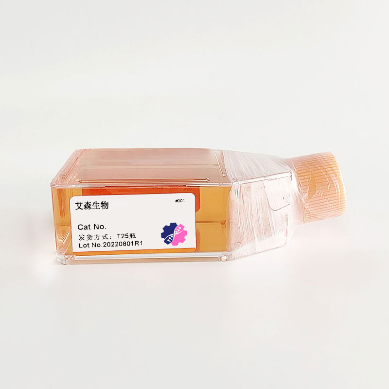 人大细胞淋巴瘤细胞(SU-DHL-6)